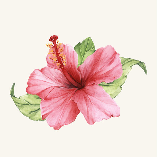 Les Fleurs d'Hibiscus : Un Trésor pour la Santé et la Beauté